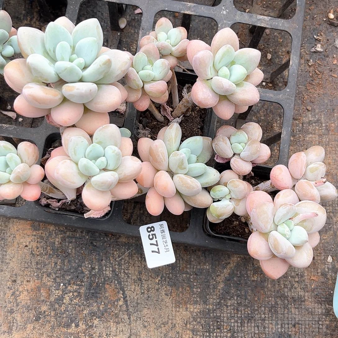 阿雅园艺。   8577