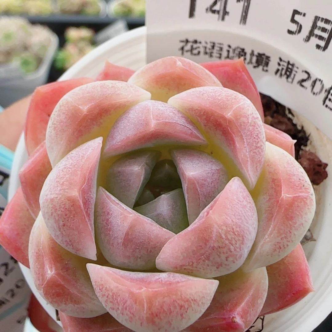 花语逸镜0528-141