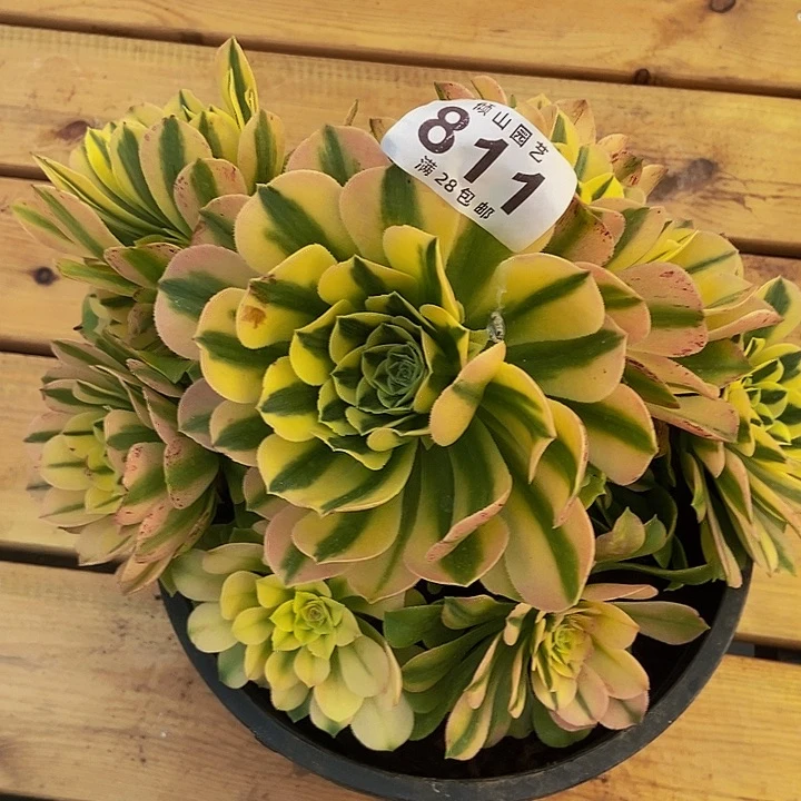 碧***天811号多肉中奖一颗