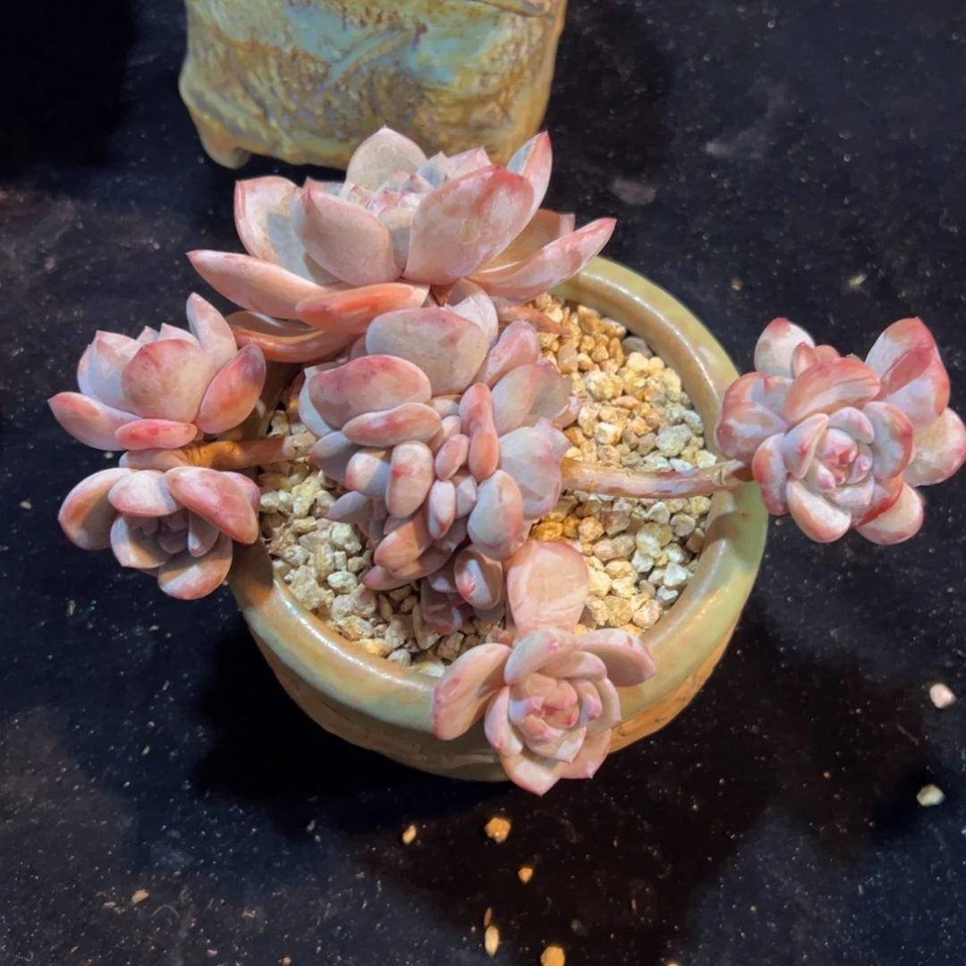 新年快乐啊 新年快乐