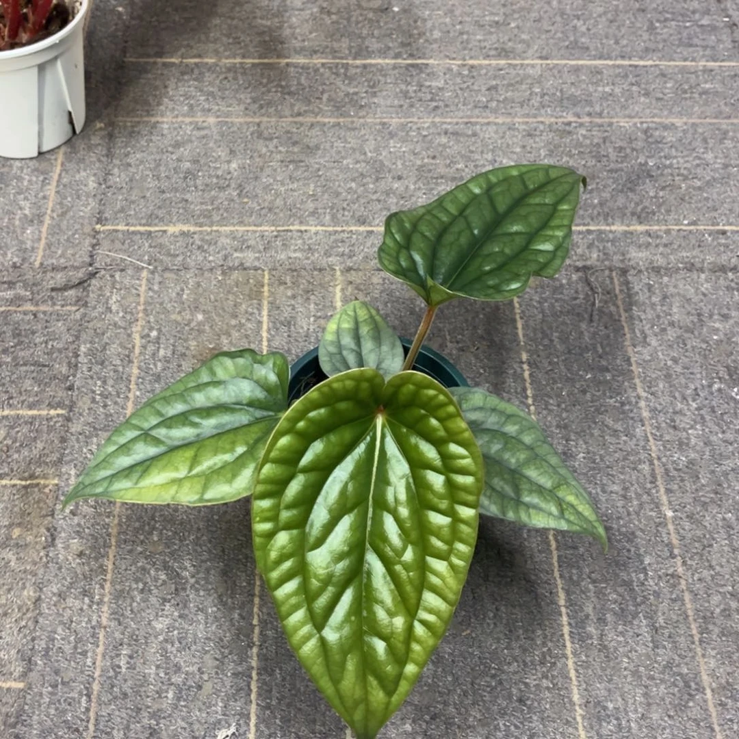无花朵南美原种黑奢华