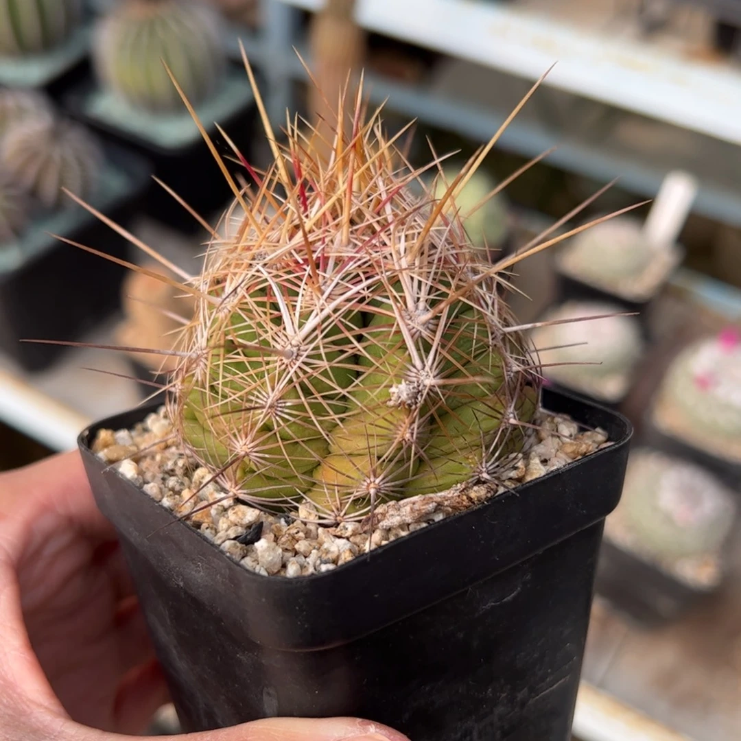 实生大统领 脱土发货