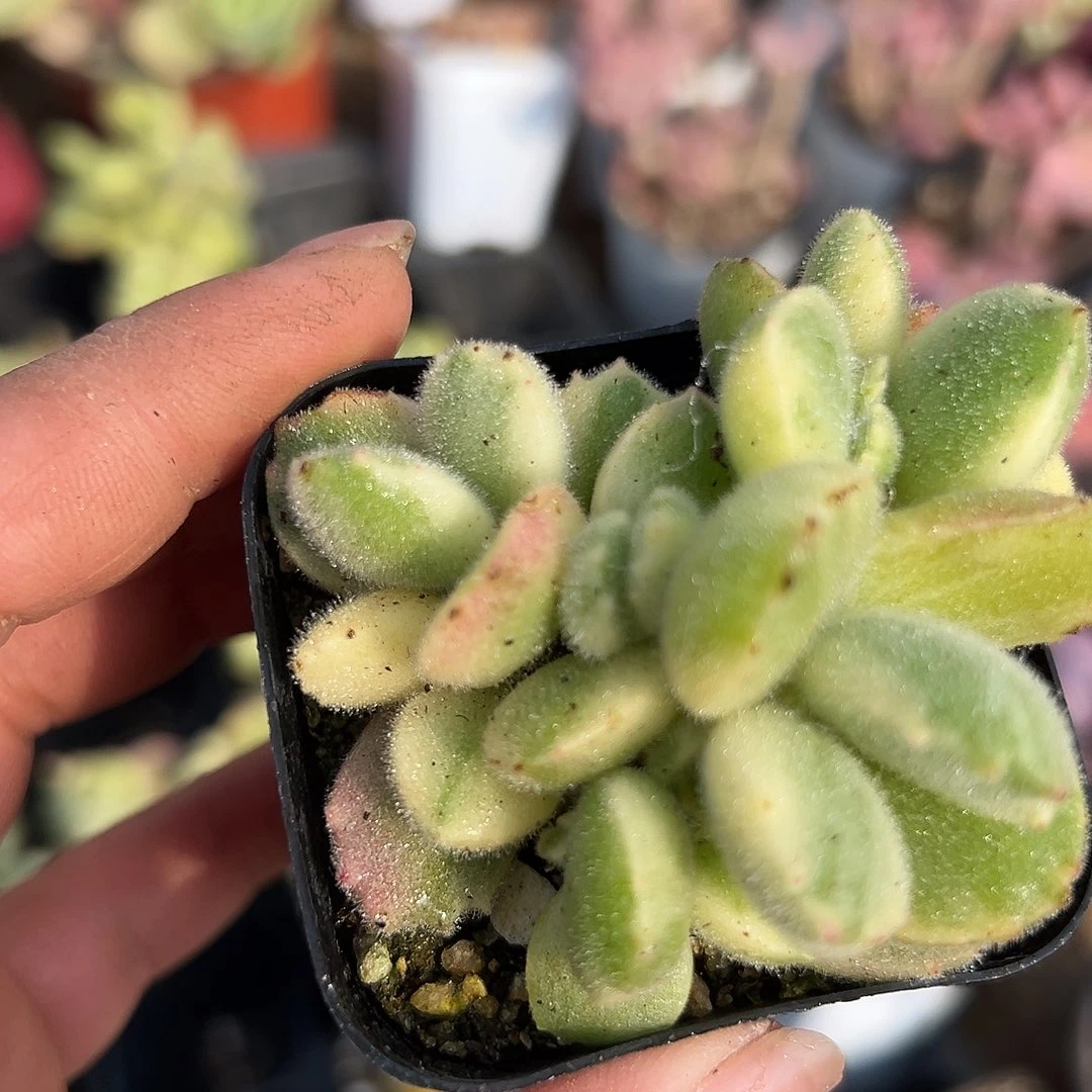 多肉植物白熊群生