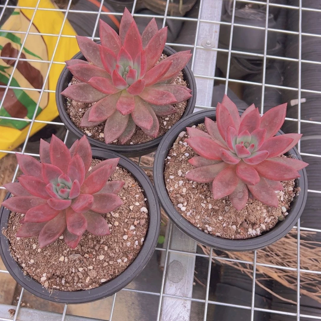 赫菲虞1111单头量