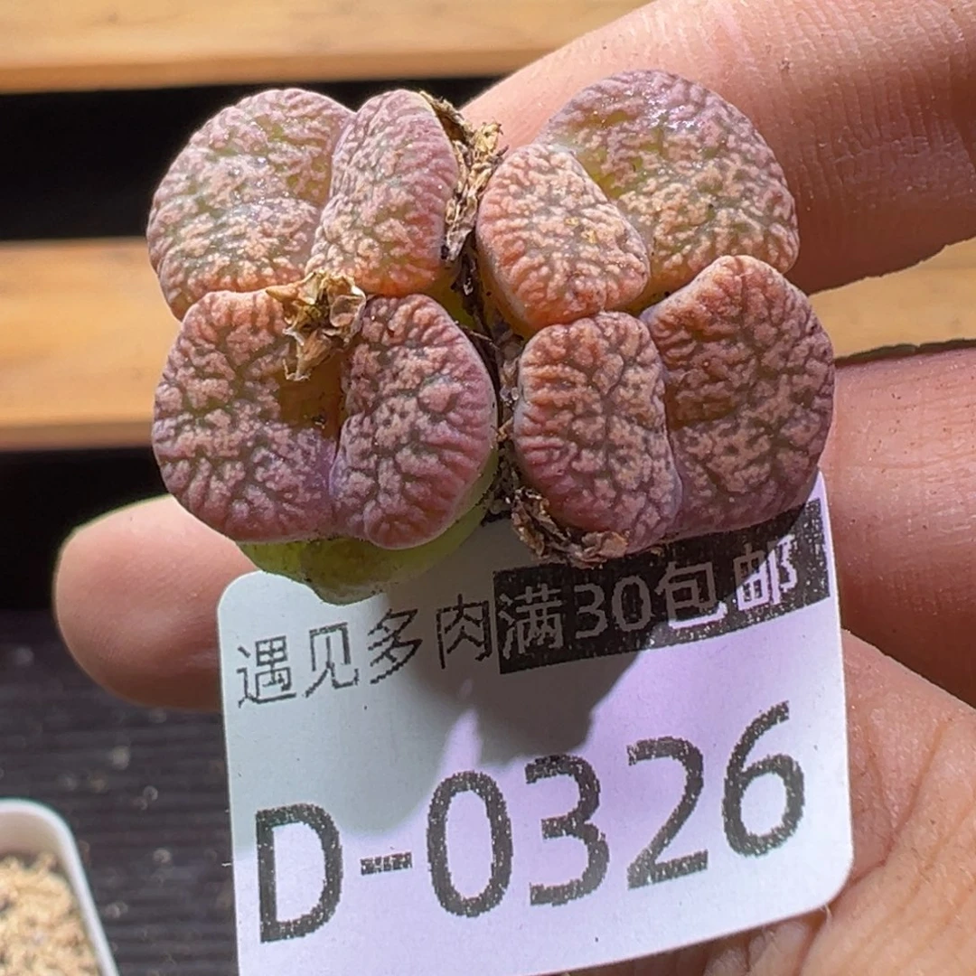 多肉植物1111111111