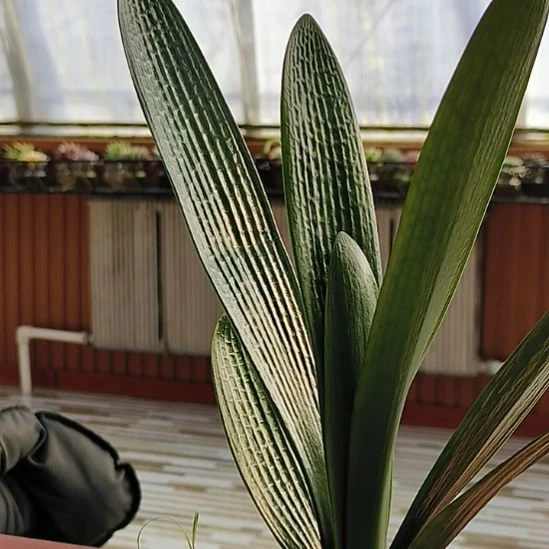 浮***生完全开放君子兰100