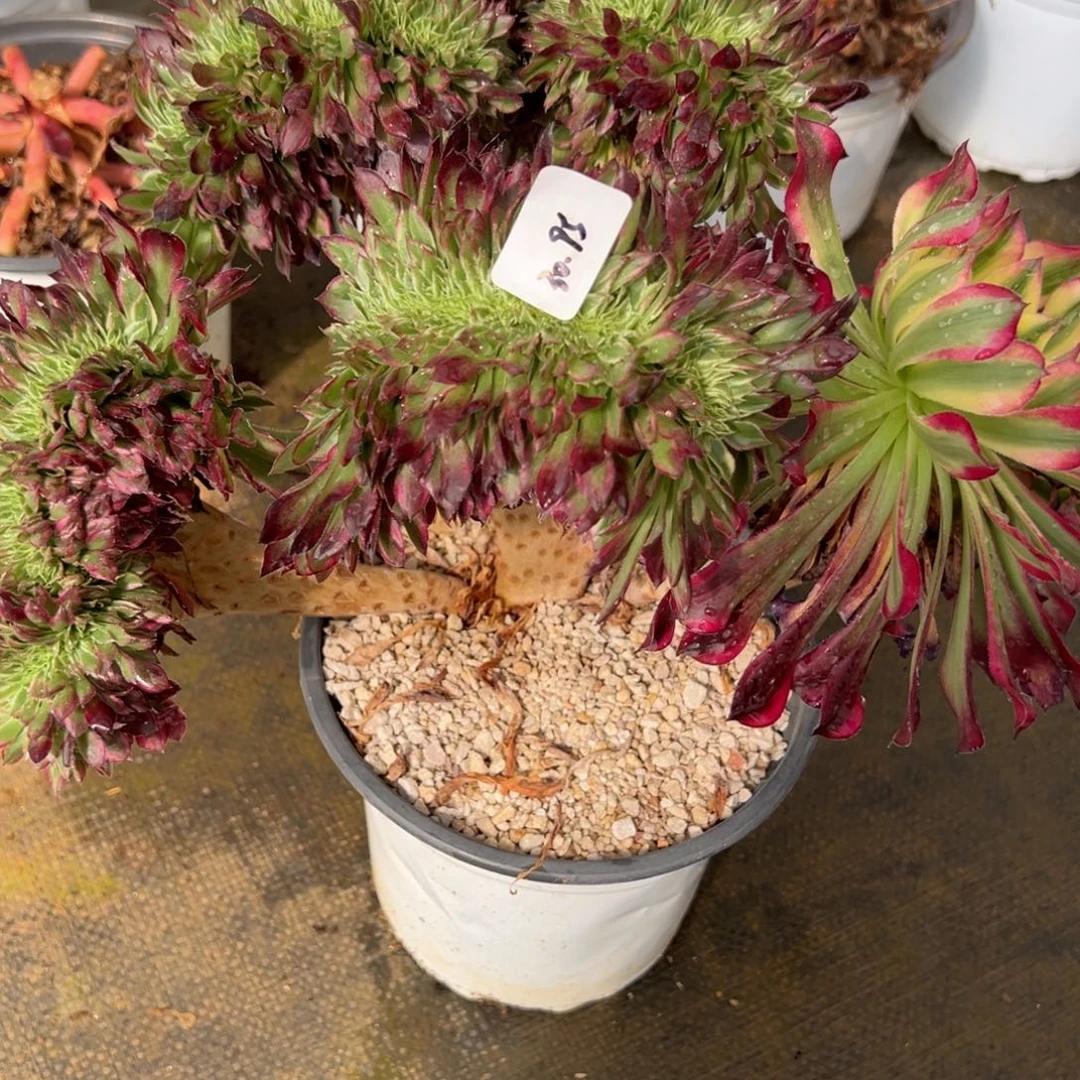 璀***空95天合多肉缀多肉多肉