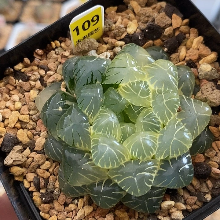 109实生湖斑湖水玉露锦一物一拍