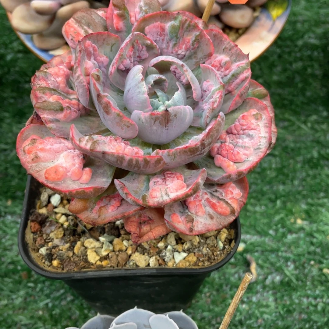104 一物一拍28包邮非偏远