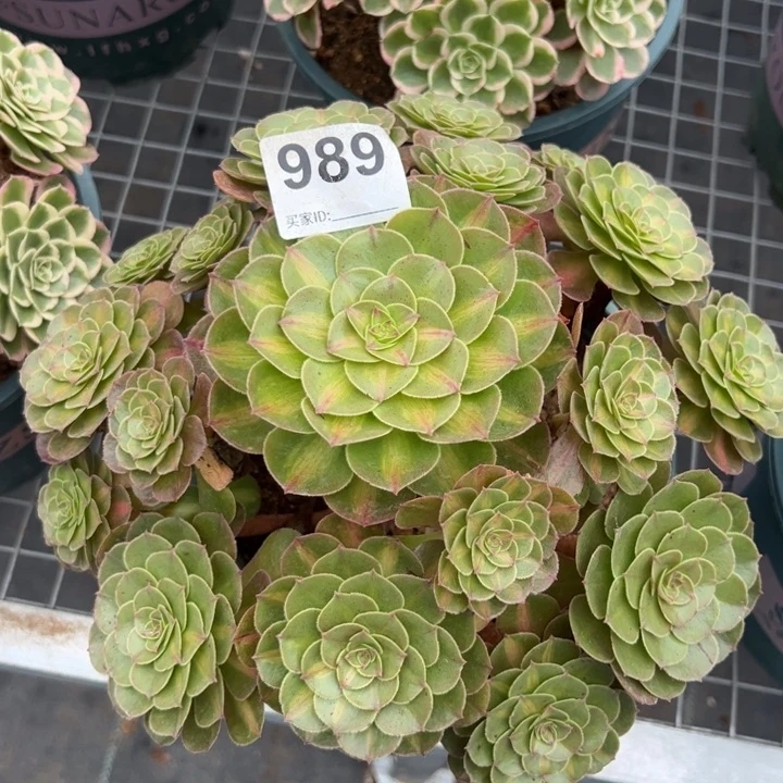 989抹茶25厘米左右