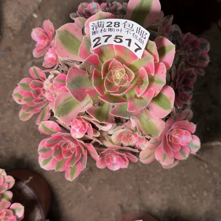 27517女巫多肉植物