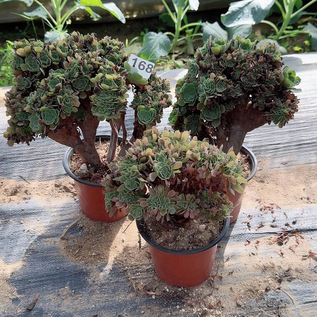 168玫瑰朵朵有伤共3颗