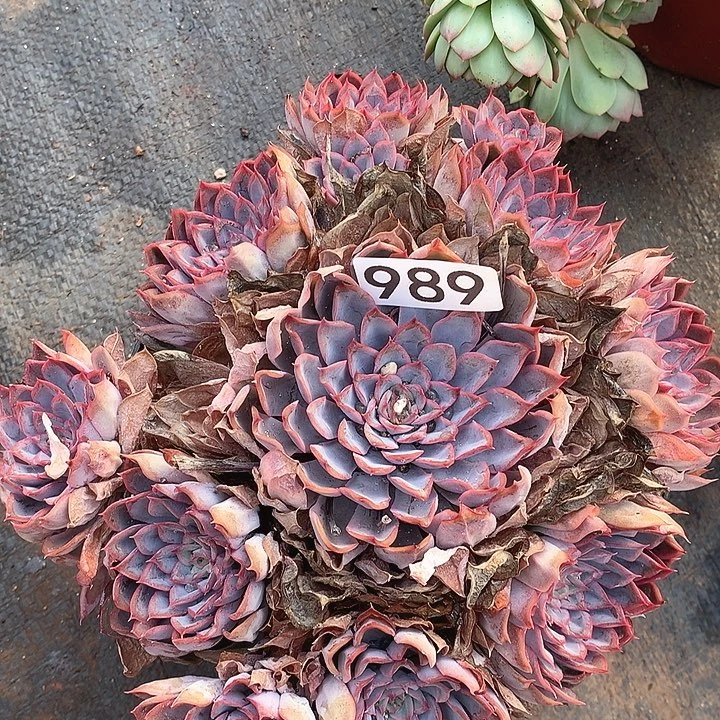 989猎户座一物一拍多肉