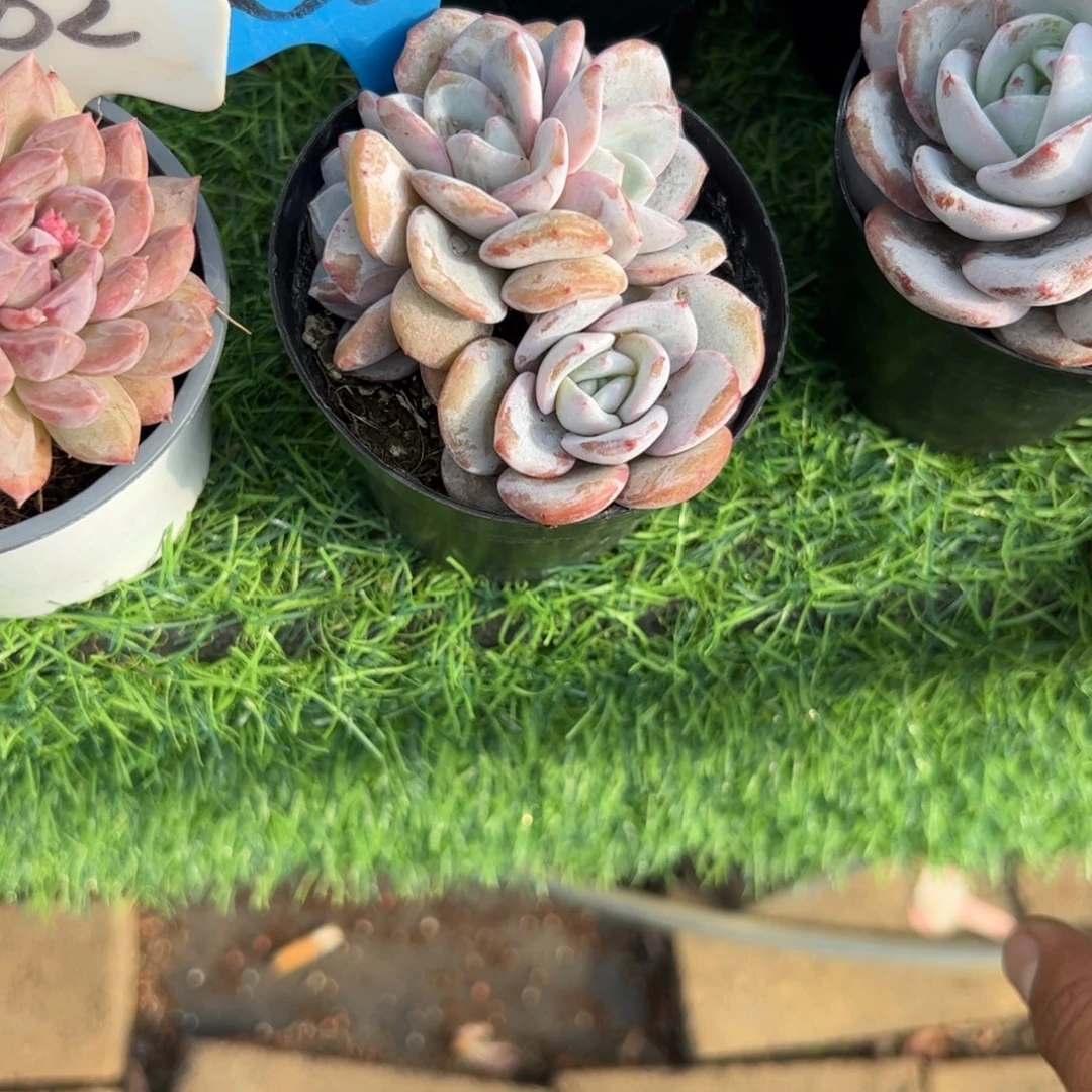 奶盖朵朵缀多肉植物保护