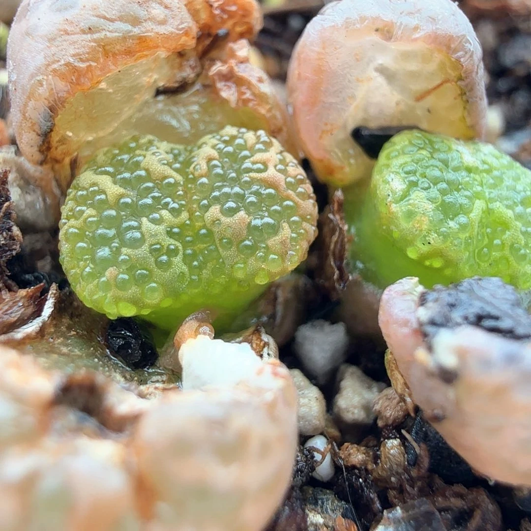 3.16.5/泡泡勋章双头