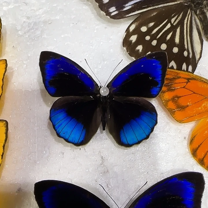 不***。神蛱蝶蝴蝶标本带框8寸