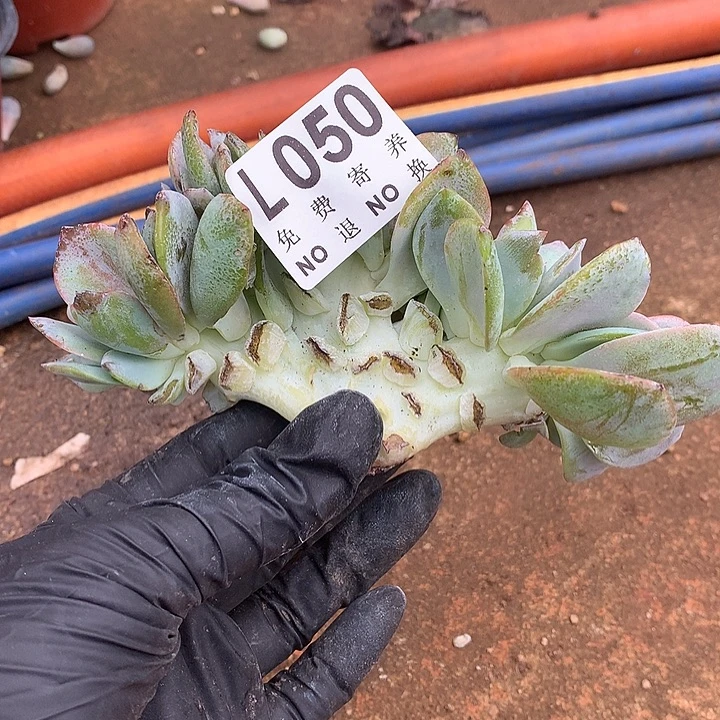 嫁接白凤缀化 多肉植物9.25号发货