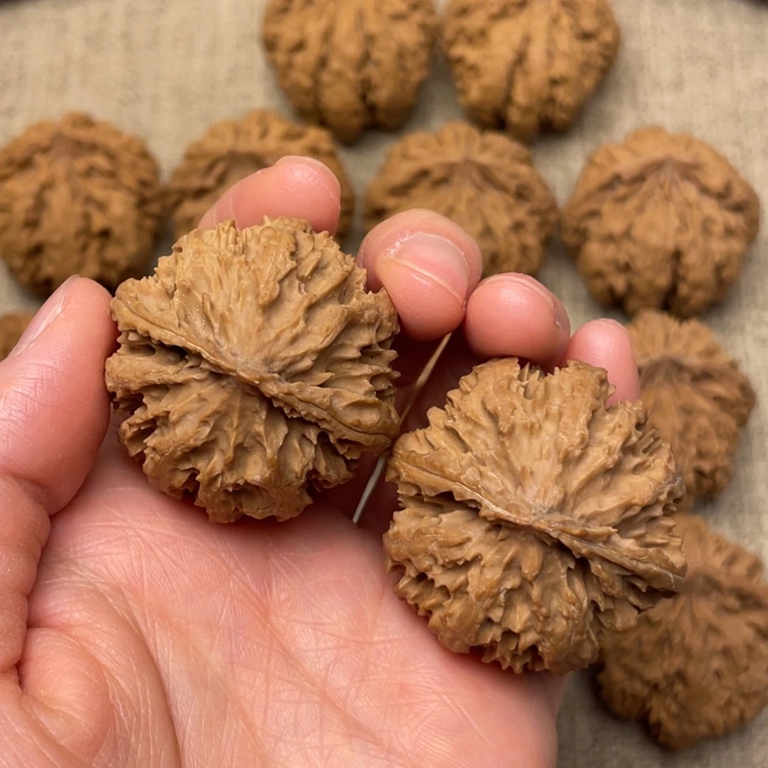 核桃秦岭核桃13号