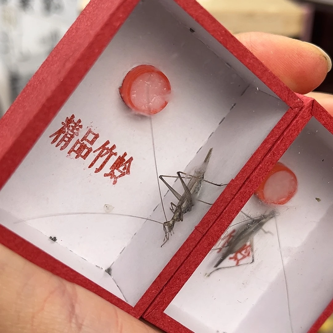 2条精品紫竹哈哈哈哈