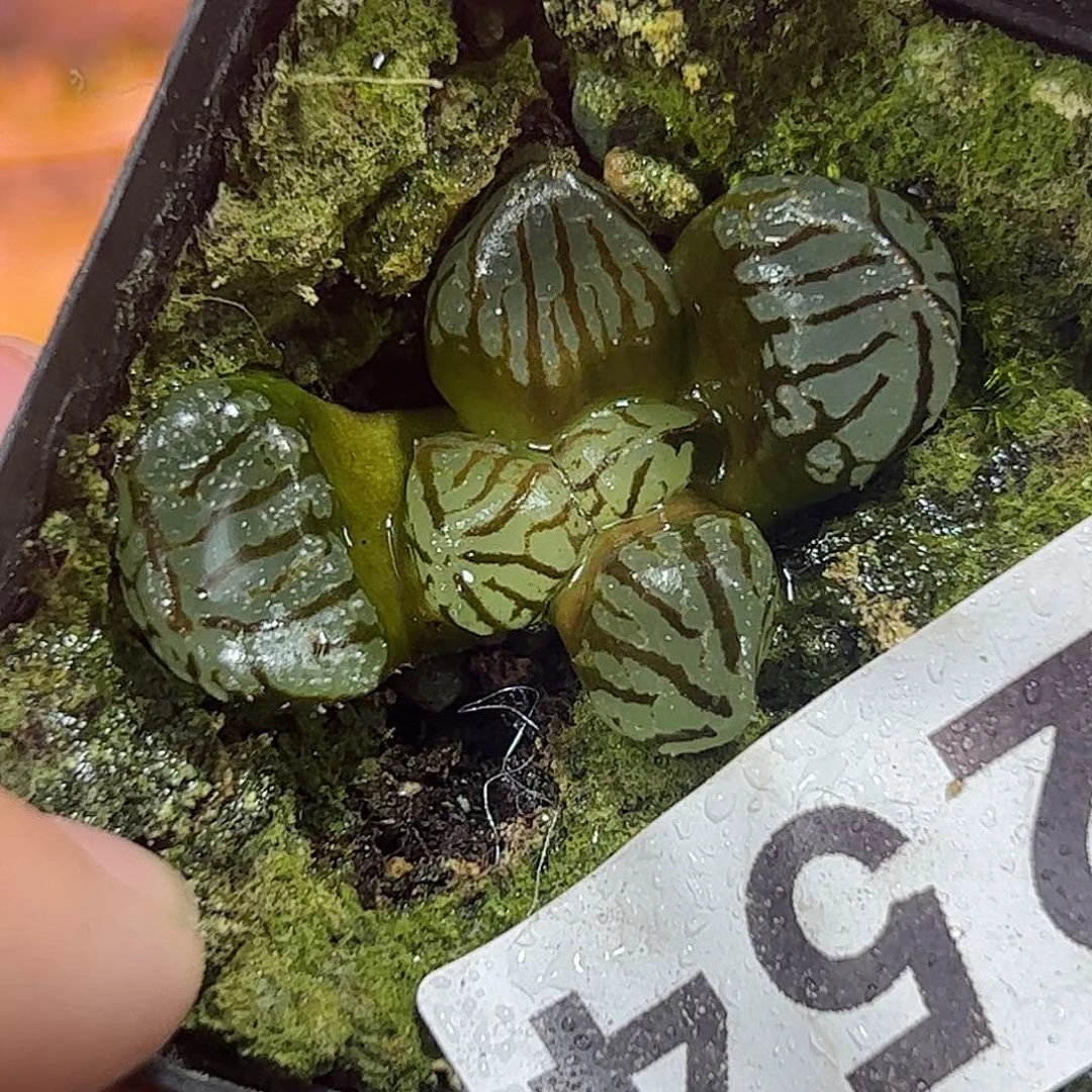 魔界变异十二卷多肉植物满