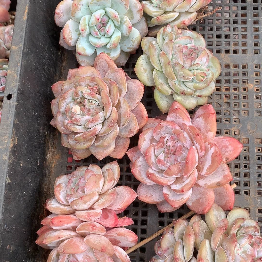 筐拍偏远地区不包邮