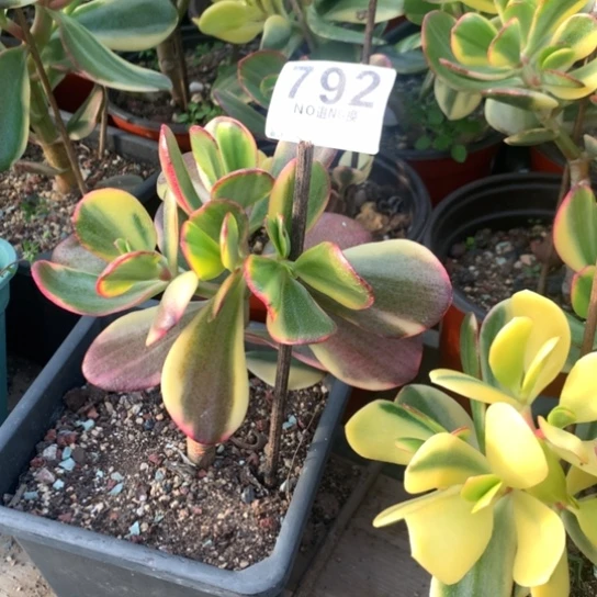 792老花脱土发货