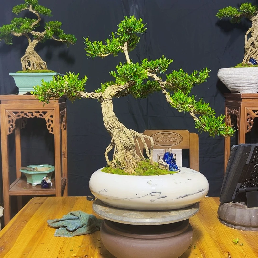 广东黄杨木盆景广东黄杨木盆景