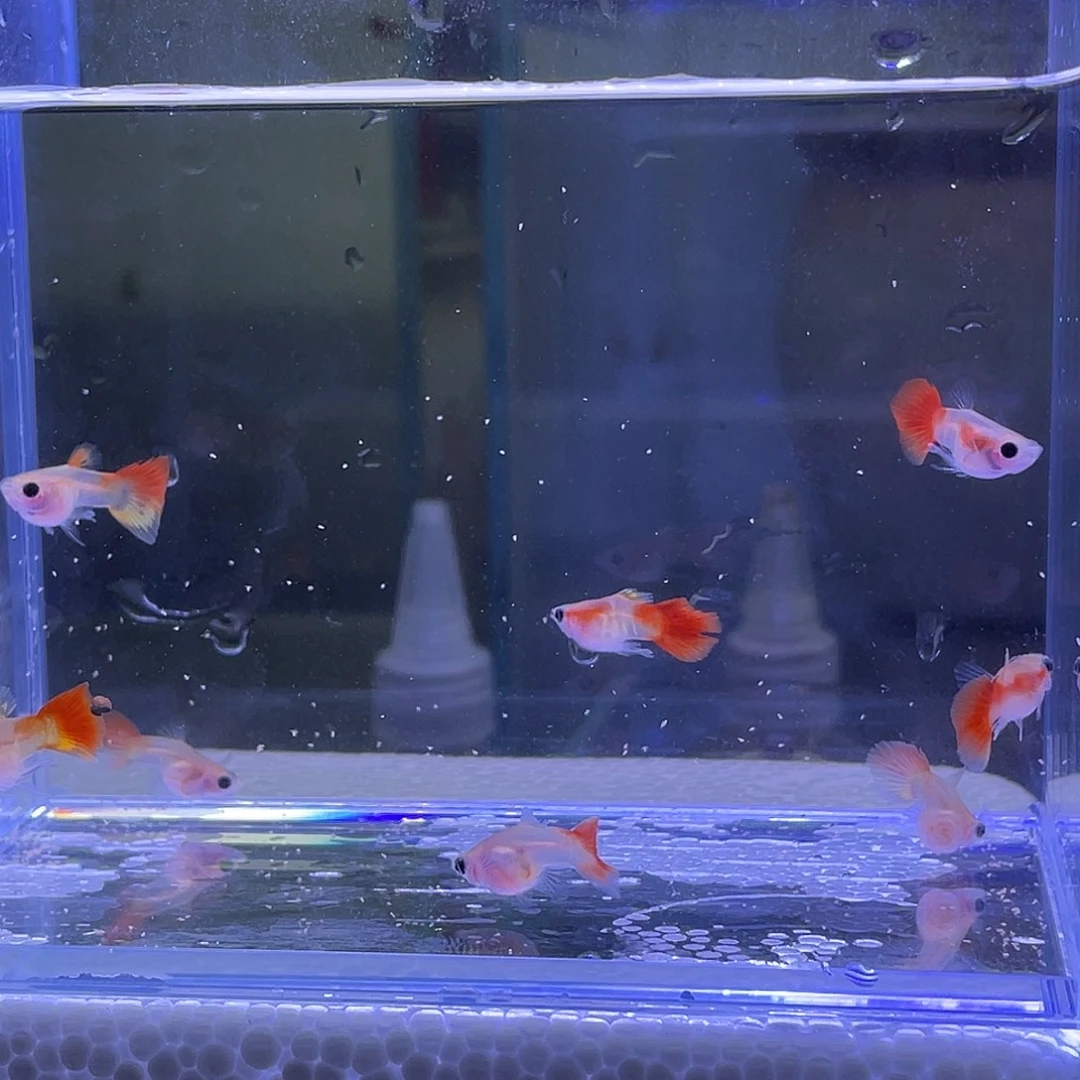 孔雀鱼琉璃玻璃猫8只