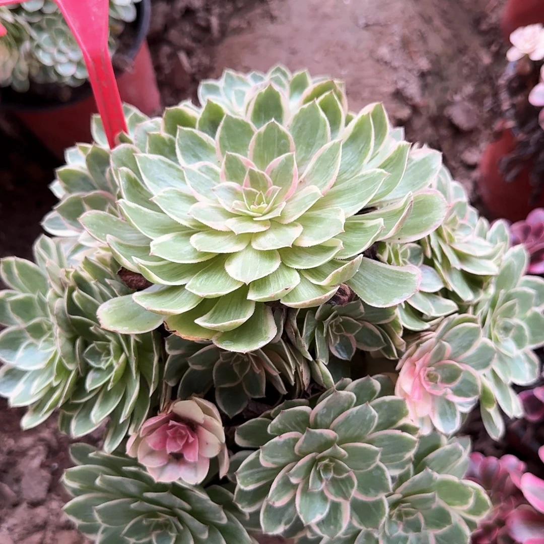 4-1015莲花座多肉法师
