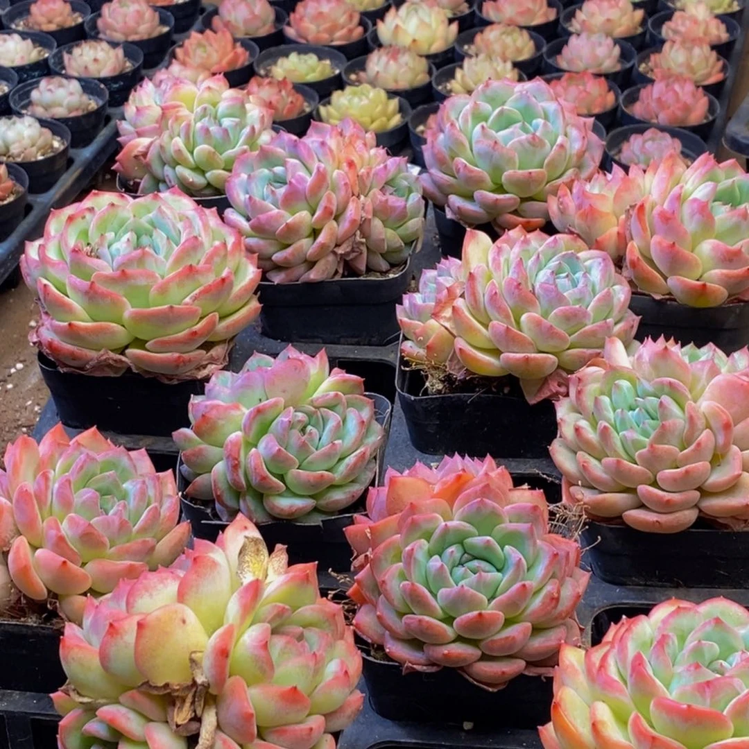 520多肉植物纤维蛋白含量