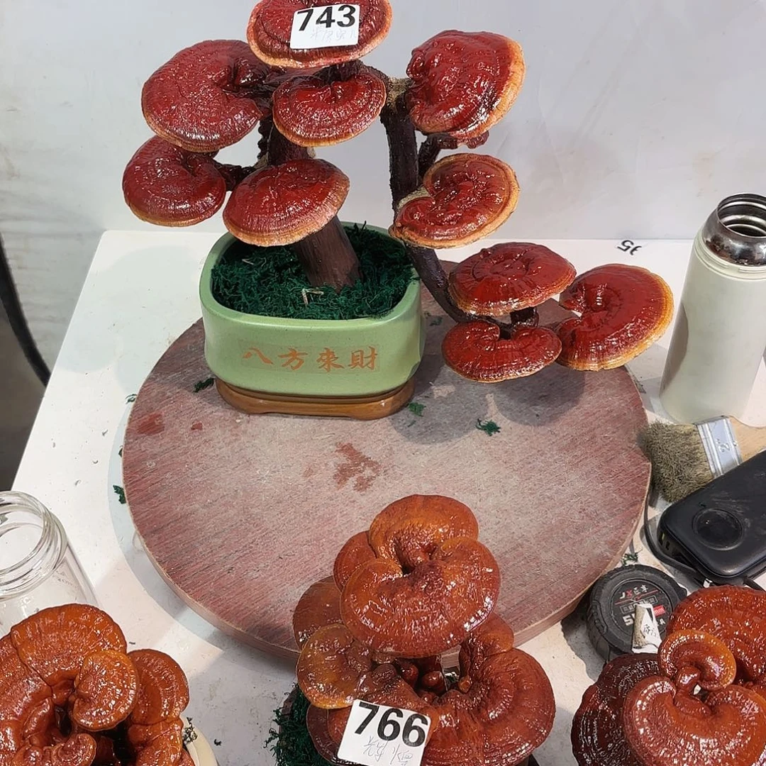 无花朵灵芝588888888888888888