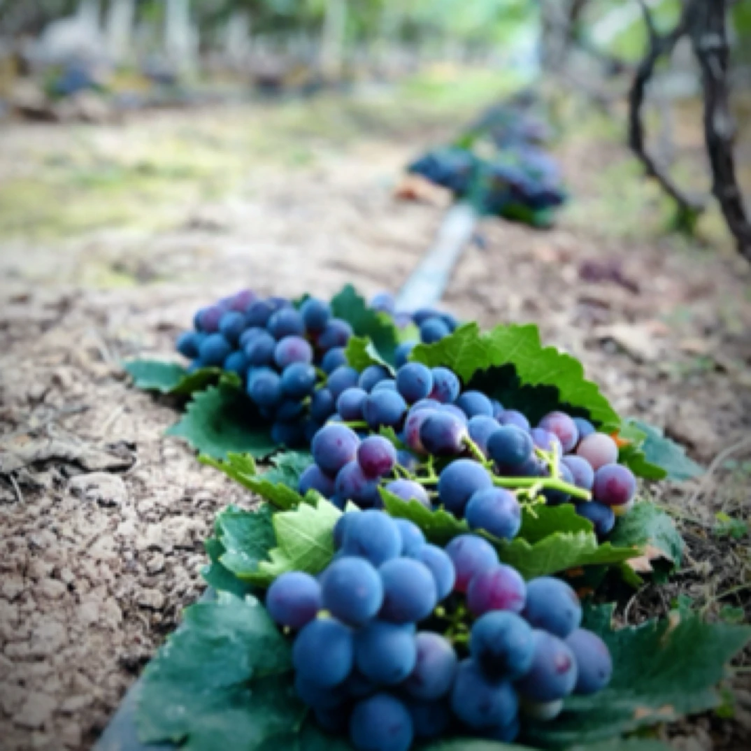 梁姜葡萄基地采摘葡萄（1斤）四川省