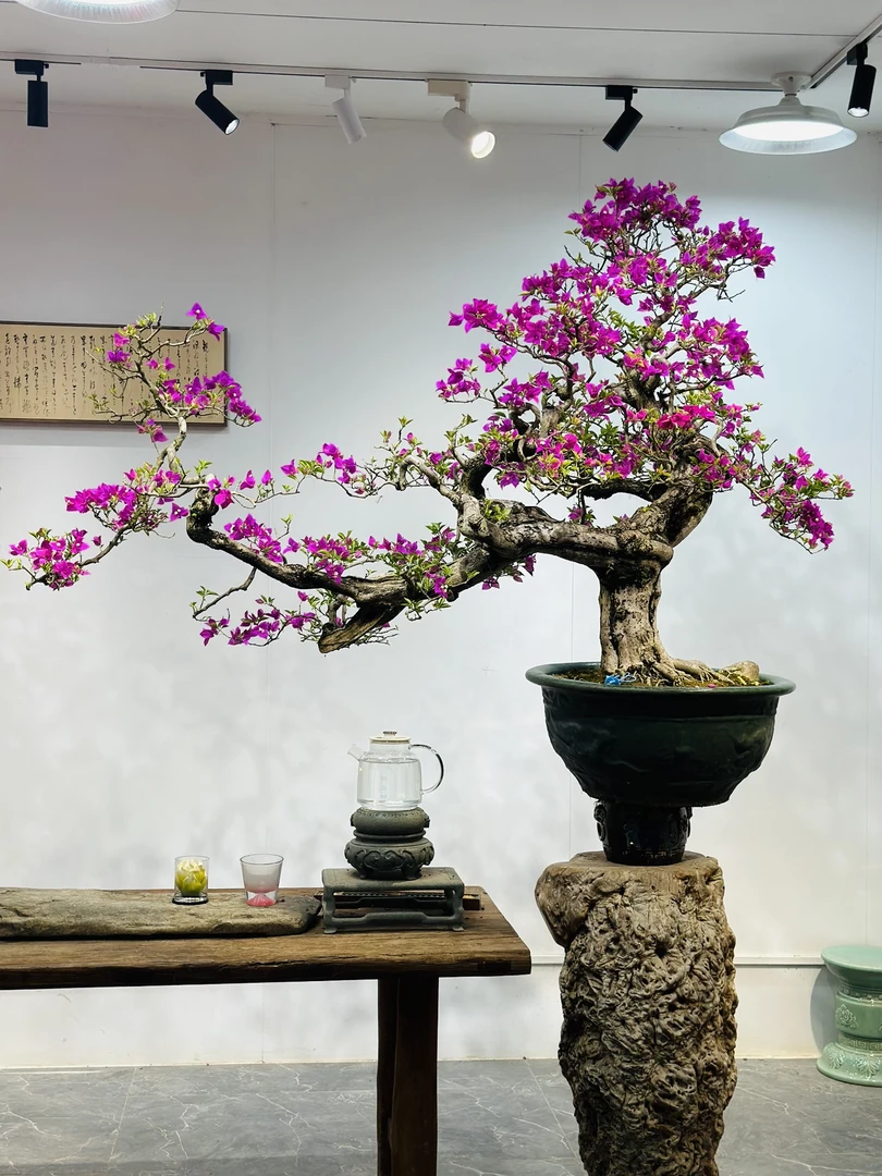 精品三角梅小叶紫造型盆景客厅阳台庭院盆景勤花高端老桩四季开花