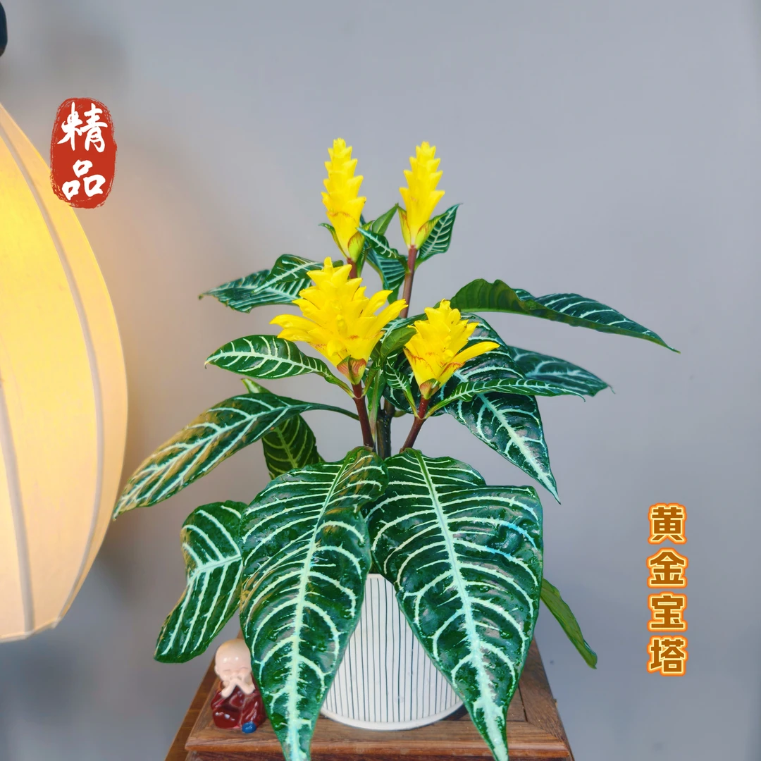 黄金宝塔【带花苞】斑马花室内室外高端花卉绿植盆栽好养易活原盆