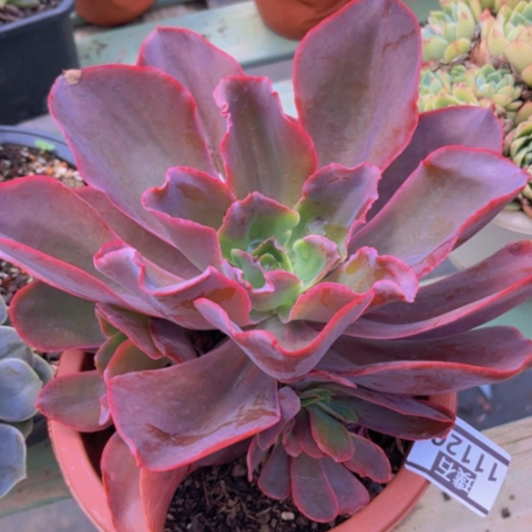 【闪购商品】红酒杯缀11120