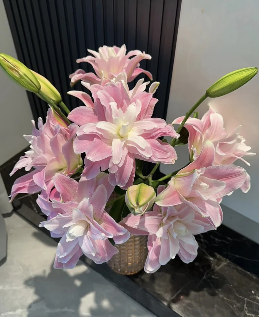 多头莲花雅致重瓣百合-莲花系列--云南基地直发鲜花百合花