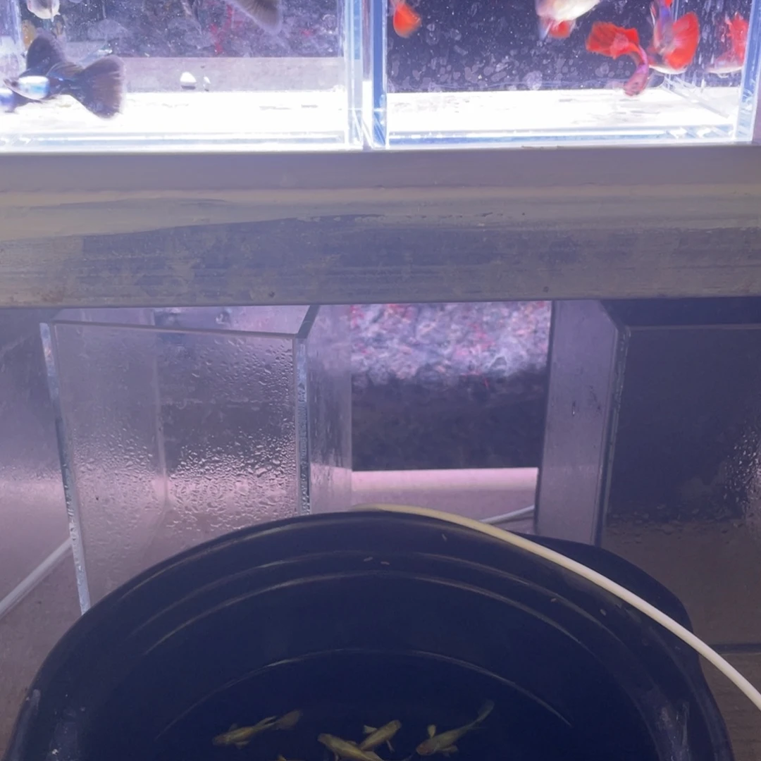 孔雀鱼到手10条精品孔雀鱼