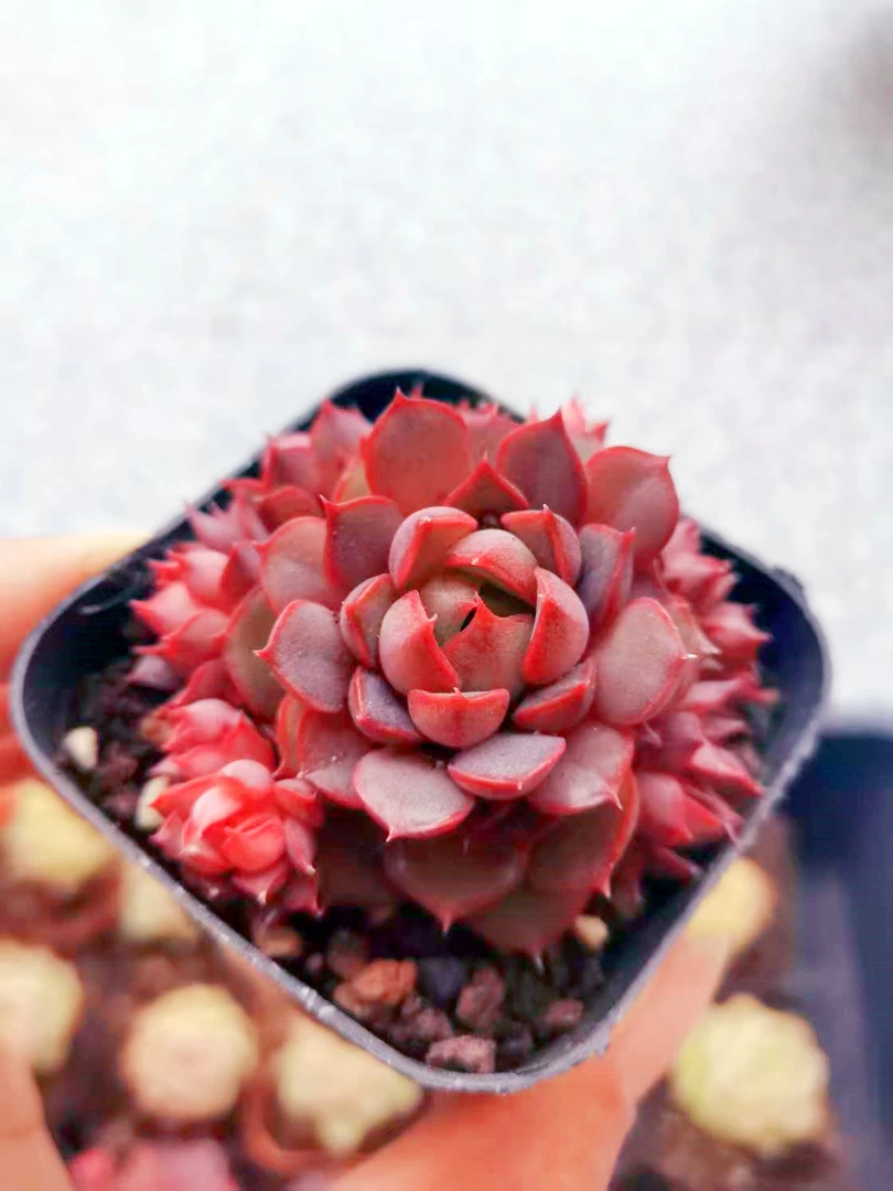 精控诺玛德多肉植物 （满9.9元包邮发货）