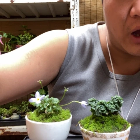 红陶一物一拍所见即所得49