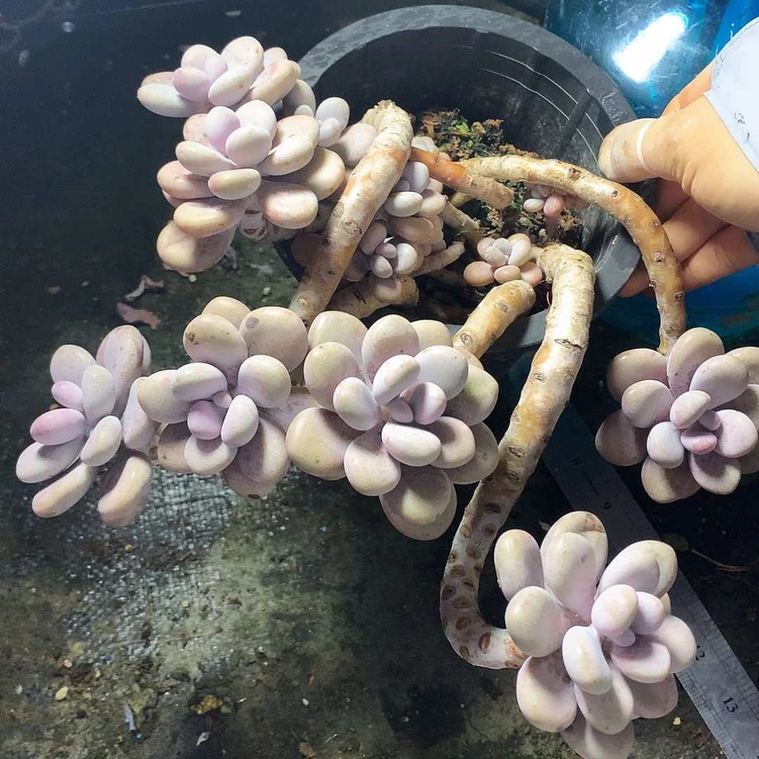 腰子蛋24厘米一物一拍22-70