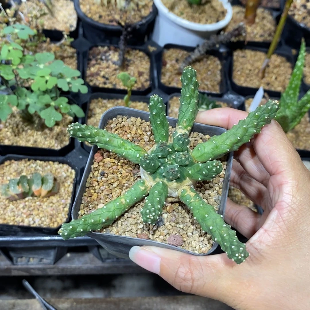 【闪购商品】九头龙大戟