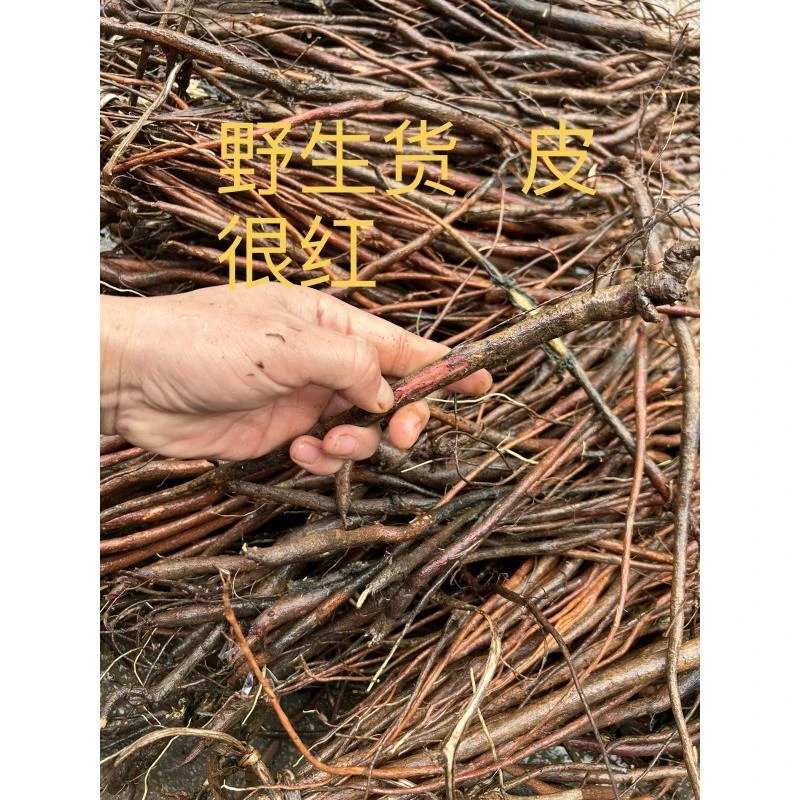 广西野生千斤拔  红皮千斤拔  野生货 千斤力 吊马桩大小根都有