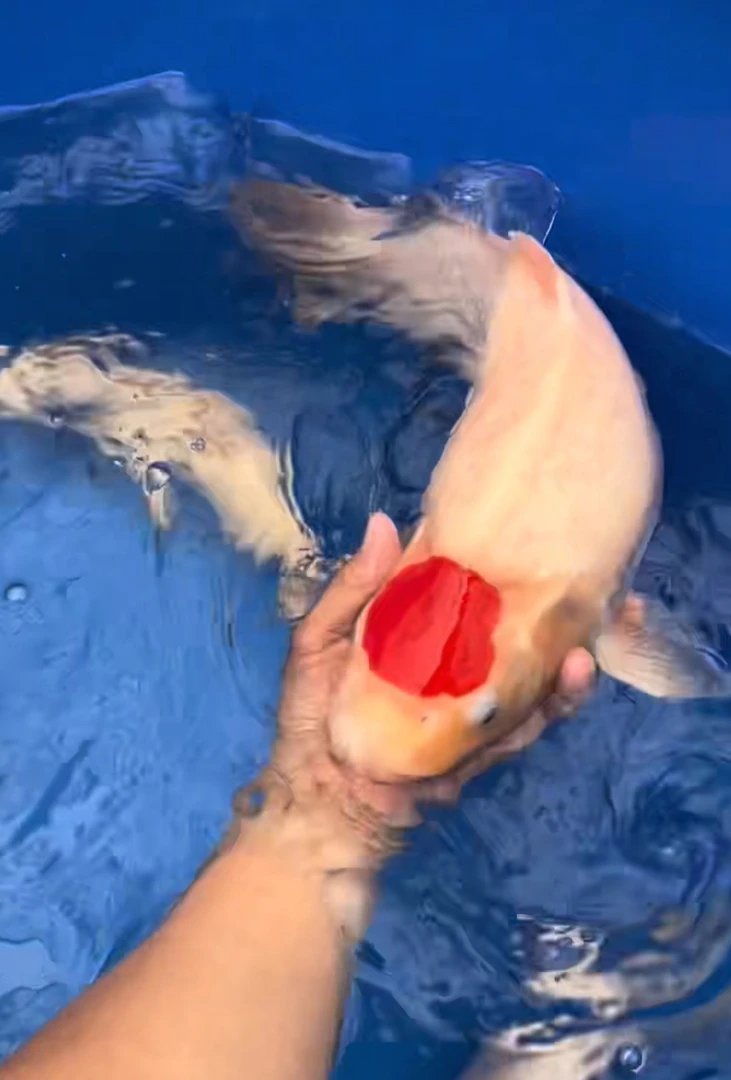 进口血统板井红白单顶小鱼7~15公分