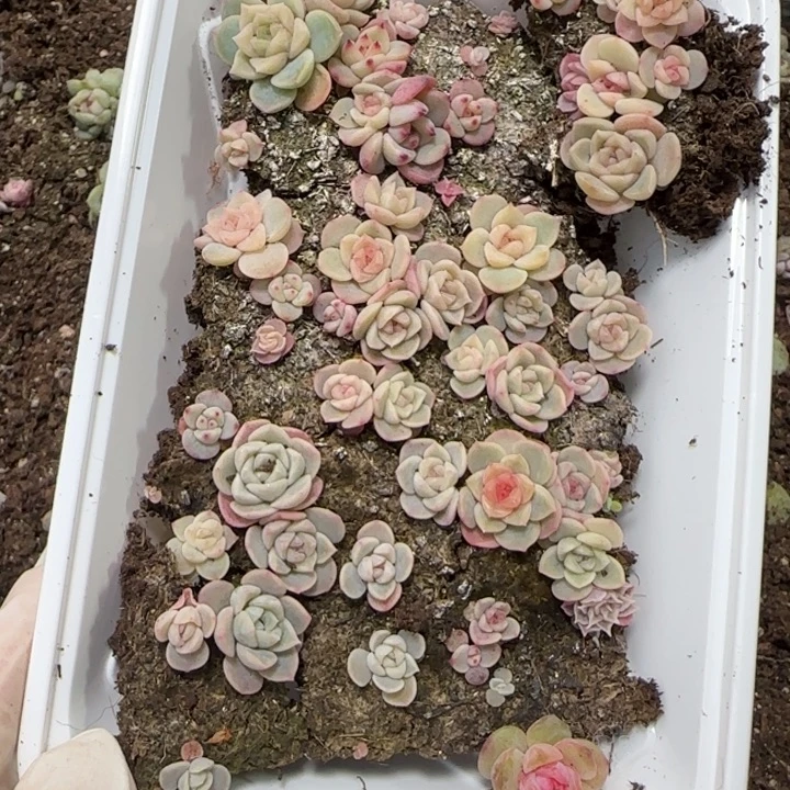 83王者系列种播苗一盒