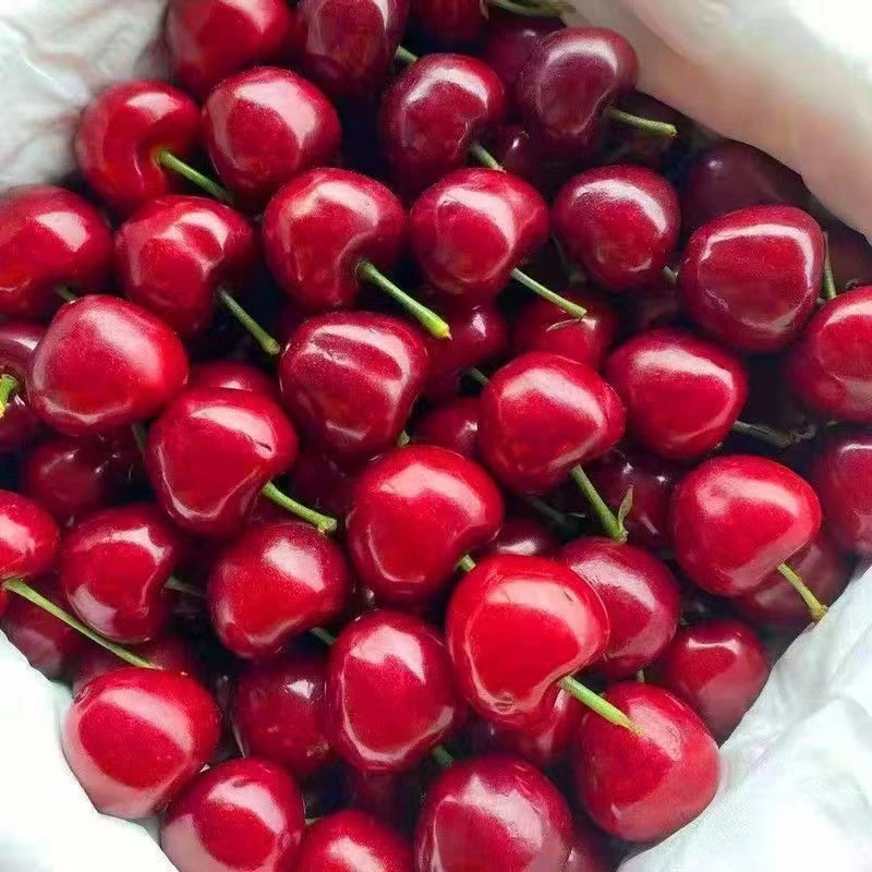 【王大水专属】大连樱桃国产空运新鲜4J顺丰包邮1.6斤