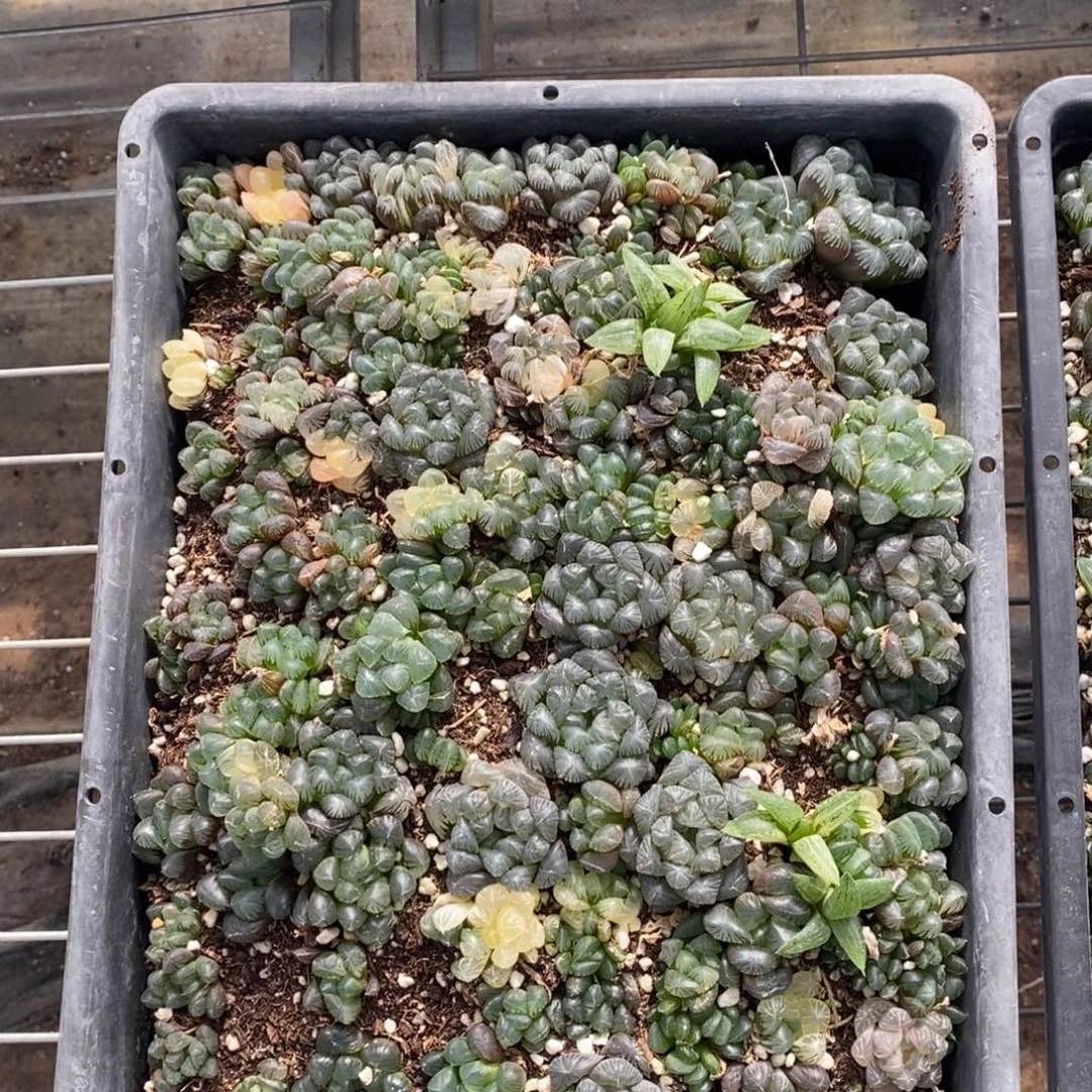 一整筐实生玉露锦 带筐发货