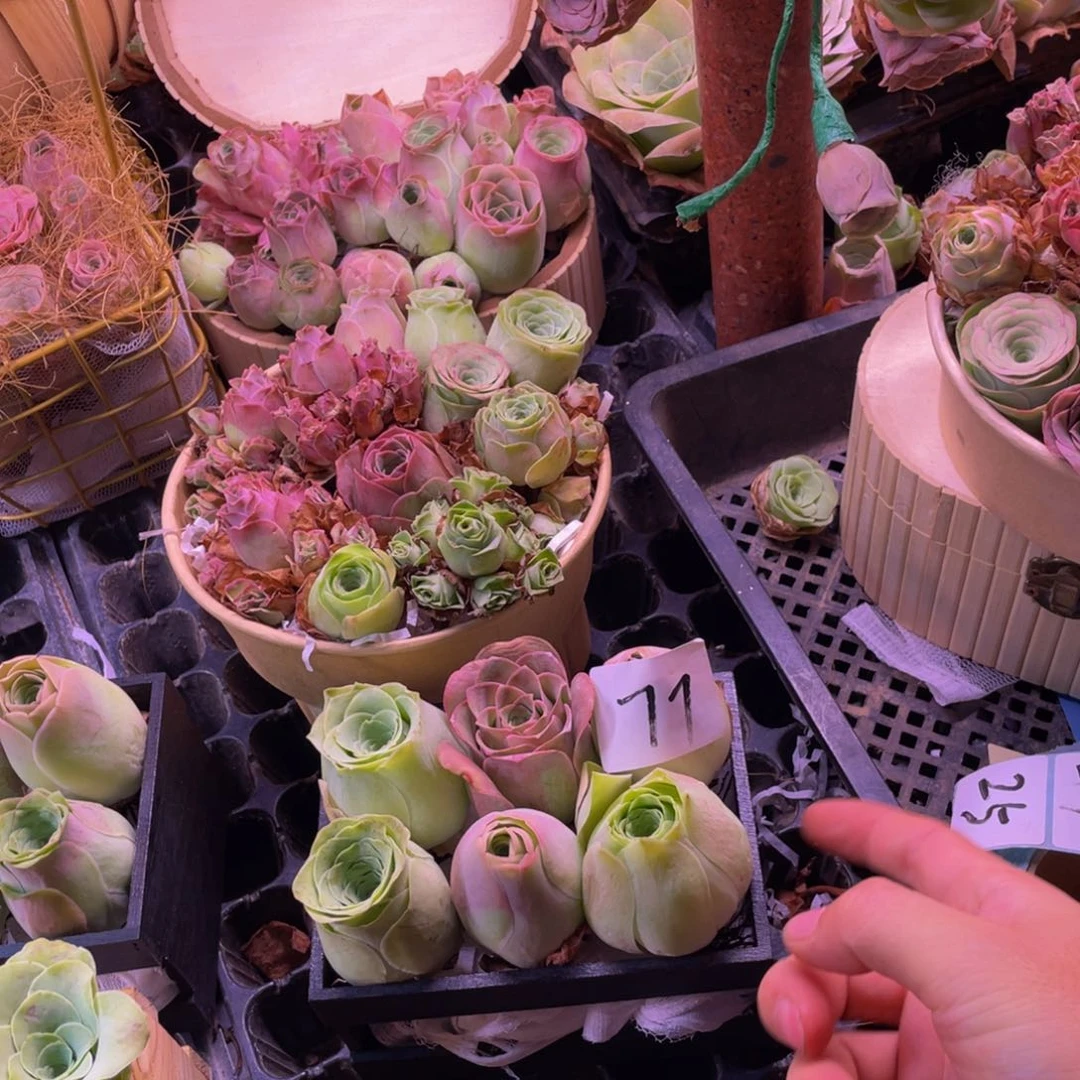 小**～山地玫瑰多肉植物花卉77