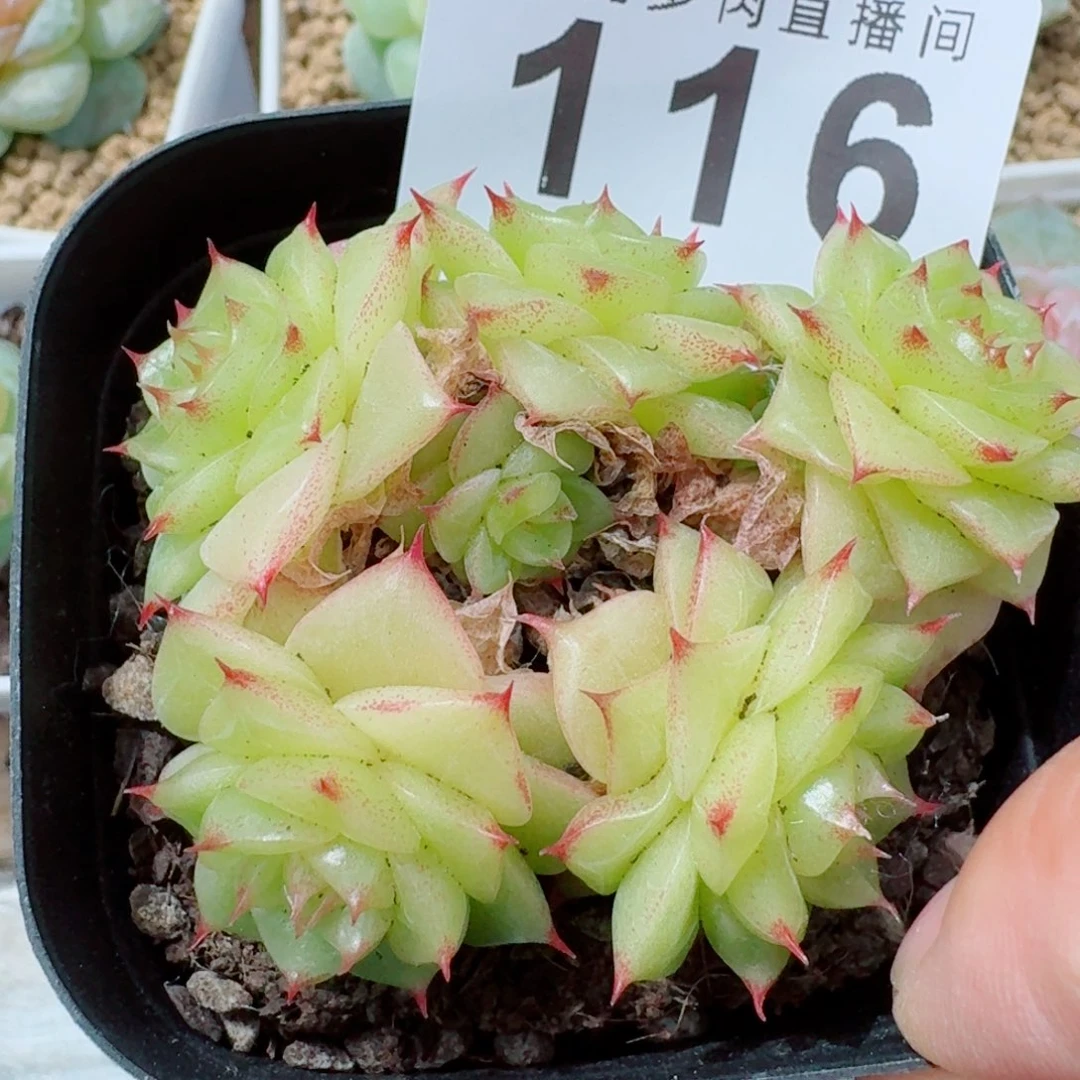 杜若珍妮群生            精美多肉植物