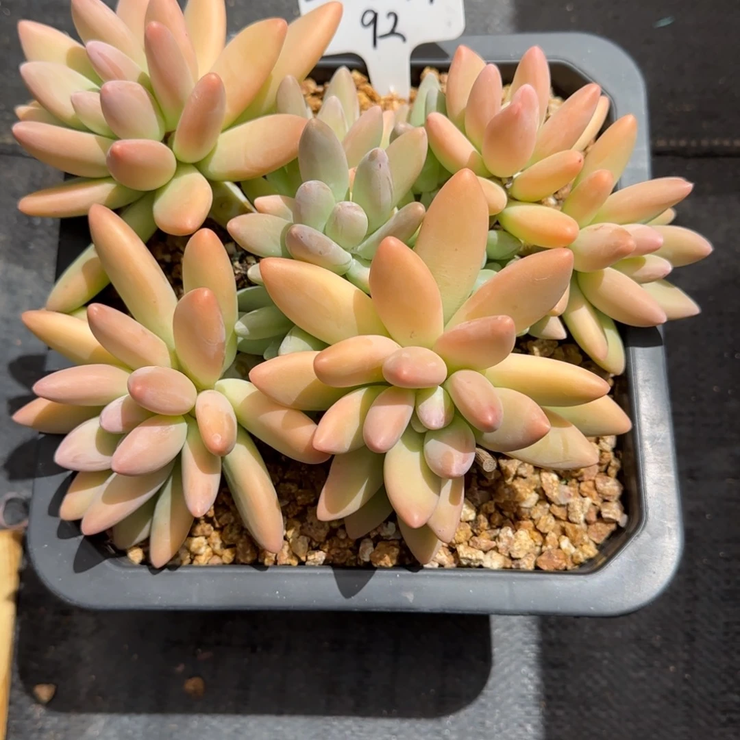 一物一拍白兰地92