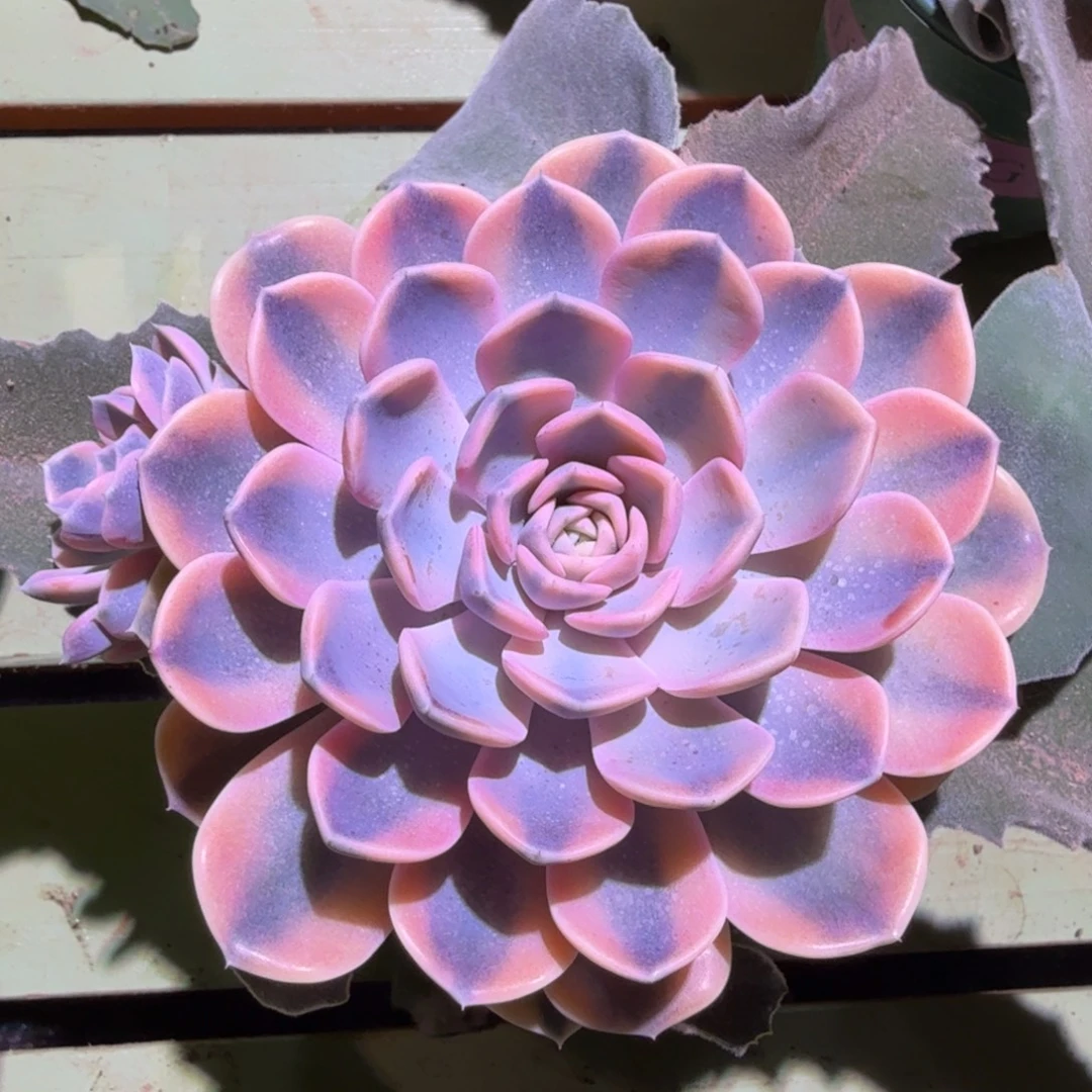 汉堡锦，锦上园艺一物一拍